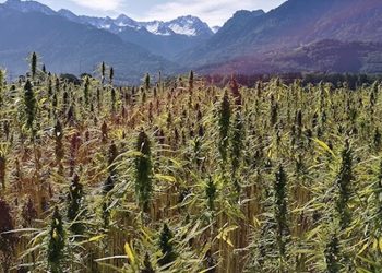 Hype in der Grauzone