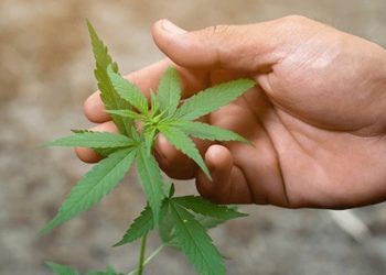 Hanf als Bestandteil eines nachhaltigen Lebensstils