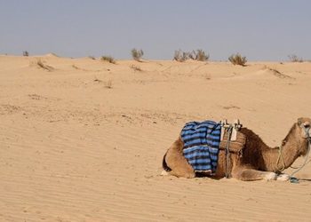 Parlamentswahlen in Tunesien: Cannabis als bedeutender Wirtschaftsfaktor