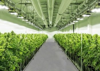 Marry Jane – Finest Swiss Cannabis
