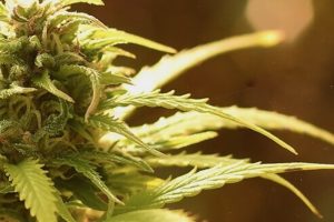 Sugar Leaves – Nedir ve Nasıl Kullanılır?