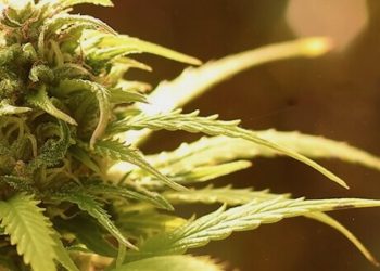 „Sugar Leaves“ – Was ist das und wie kann man es verwenden?