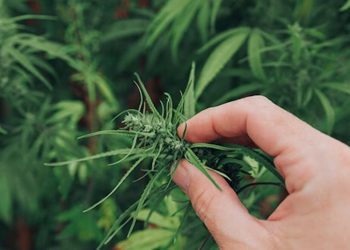 Xphyto Therapeutics darf in Deutschland Cannabis anbauen