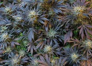 Breiter Konsens über Lockerung der Cannabispolitik im US-Kongress