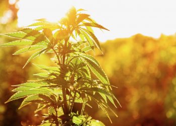 Gewinner und Verlierer der globalen Cannabis-Liberalisierung