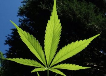 Graubünden springt für den Bund ein und finanziert Anbau von Nutzhanf