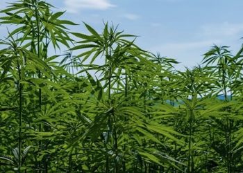 Kronach: Hanf-Selbstpflückfeld dieses Jahr noch größer