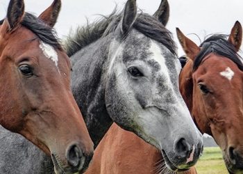 Hanfschrot und Hanfpellets als Futterzusatz für Pferde