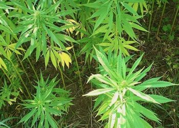 Österreichs erstes Hanf-Selbstpflückfeld in Klagenfurt