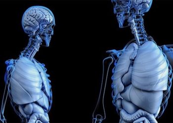 Hat der langfristige Konsum von CBD negative Auswirkungen auf die Leber?