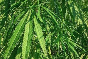 Nutzhanf im großen Stil: Wie funktioniert das eigentlich?