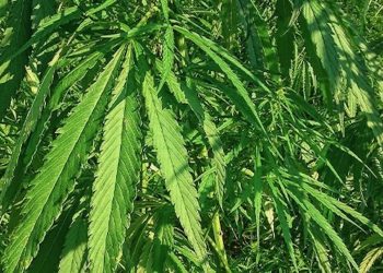 Nutzhanf im großen Stil: Wie funktioniert das eigentlich?