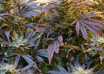 Medizinisches Cannabis in Deutschland – der Bedarf steigt 2019 weiter an