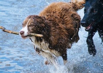 Die Wirkung von Cannabidiol bei Hunden