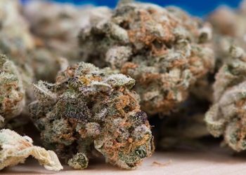 Stern DISKUTHEK debattiert die Frage nach der Legalisierung von Cannabis