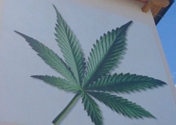 Die Kraft der Hanfsamen: Bio Hanfprotein von Hanfland