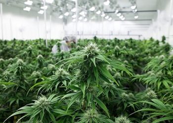 Aurora Cannabis: Lizenz zur Produktion von Cannabis als Medizin