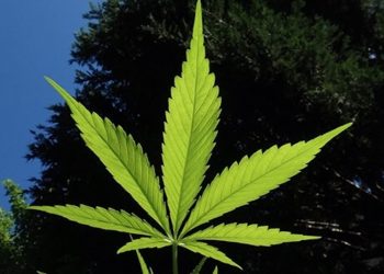 Bioengineering mit Cannabinoiden – Die Zukunft der Medizin?