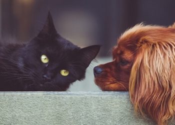 CBD Dosierung bei Haustieren