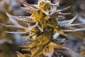 Cannabis Hasat Zamanı: Optimum Rekolte Dönemini Belirleme Rehberi