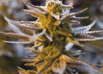 Der richtige Erntezeitpunkt für Cannabis