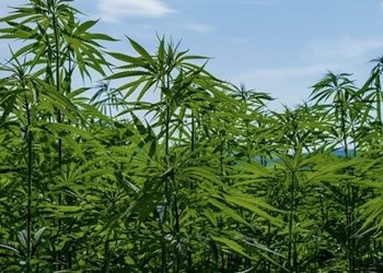 Der erste legale Cannabis-Milliardär der Welt