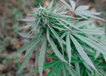 Sozialgericht Kassel bewilligt Patientin mit MS die Behandlung mit Cannabis