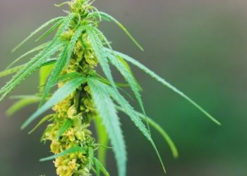 Cannabiskonsum erhöht die Überlebenschancen nach einem Herzinfarkt