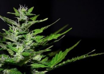 Cannaflavine-gehören-zur-Gruppe-der-Flavonoide-