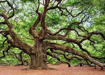 Hanf als Alternative zu Eichenholz