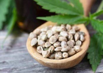 Wie gewinnt man Hanfsamen?