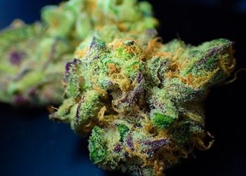 CannabCo will erste geruchlose Cannabissorte auf den Markt bringen