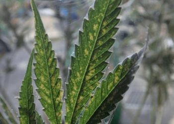 Biologische  Schädlingsbekämpfung im Cannabis-Anbau
