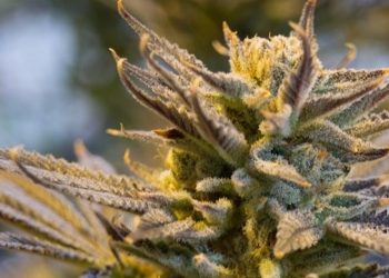 Verbrauch von medizinischem Cannabis in Deutschland steigt