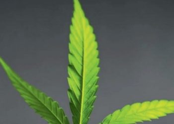 Die Ethnobotanik der Cannabaceae – über den Hopfen und andere Hanfgewächse