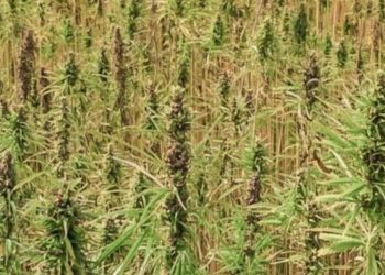 EU Zertifizierung von Nutzhanf Saatgut am Beispiel Italien