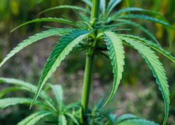 Forscher entdecken neues Verfahren zur Herstellung von THC- und CBD-Säure