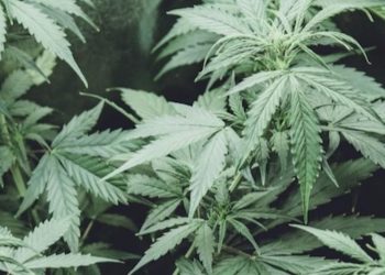 Stärkung der Cannabisprävention!