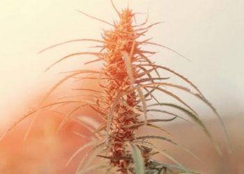 Verkehrsfähigkeit von CBD-Produkten  in Deutschland – Eine juristische Betrachtung