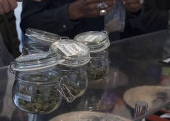 Frankreich: Nationalversammlung will Legalisierung von Cannabis als Medizin