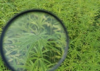 CBD Studien sind gefragt