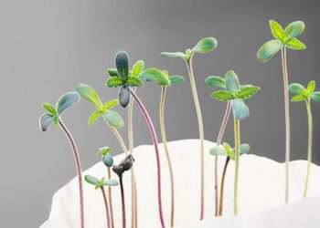 Superfood Hanfkresse – Vitalpower von der Fensterbank