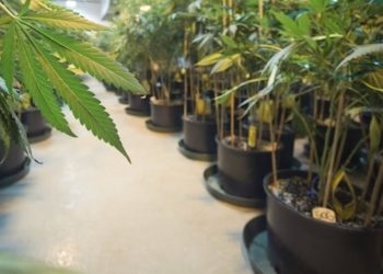 Studie weist Wirksamkeit von Cannabis bei PTBS nach