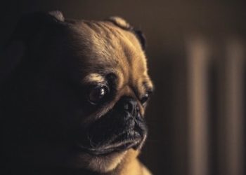 Malta: Legalisierungspläne von medizinischem Cannabis für Haustiere