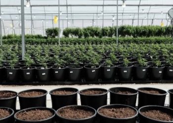 Deutschland: Medizinischer Cannabis-Markt 8 Milliarden Euro wert bis 2028