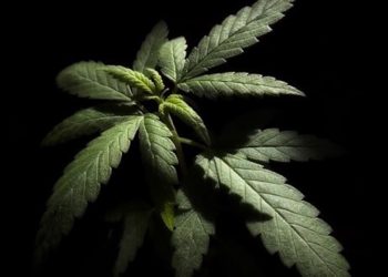 Die wirtschaftliche Entwicklung von Cannabis aus globaler Perspektive