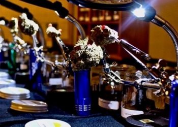 Interpening – Cannabis-Sommelier Know-How aus den USA