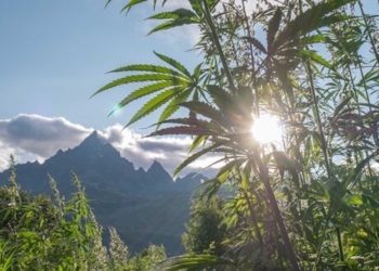 Hanf als Inkubator einer Kreislaufwirtschaft