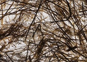 Warum Hanf das Potenzial hat, den Einsatz von Kunststoffen zu revolutionieren