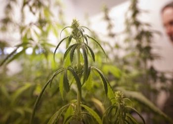 Italien: Gericht urteilt für Eigenanbau in kleinen Mengen